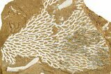 Ordovician Kukersite Oil Shale with Bryozoan Fossils - Russia #369575-1